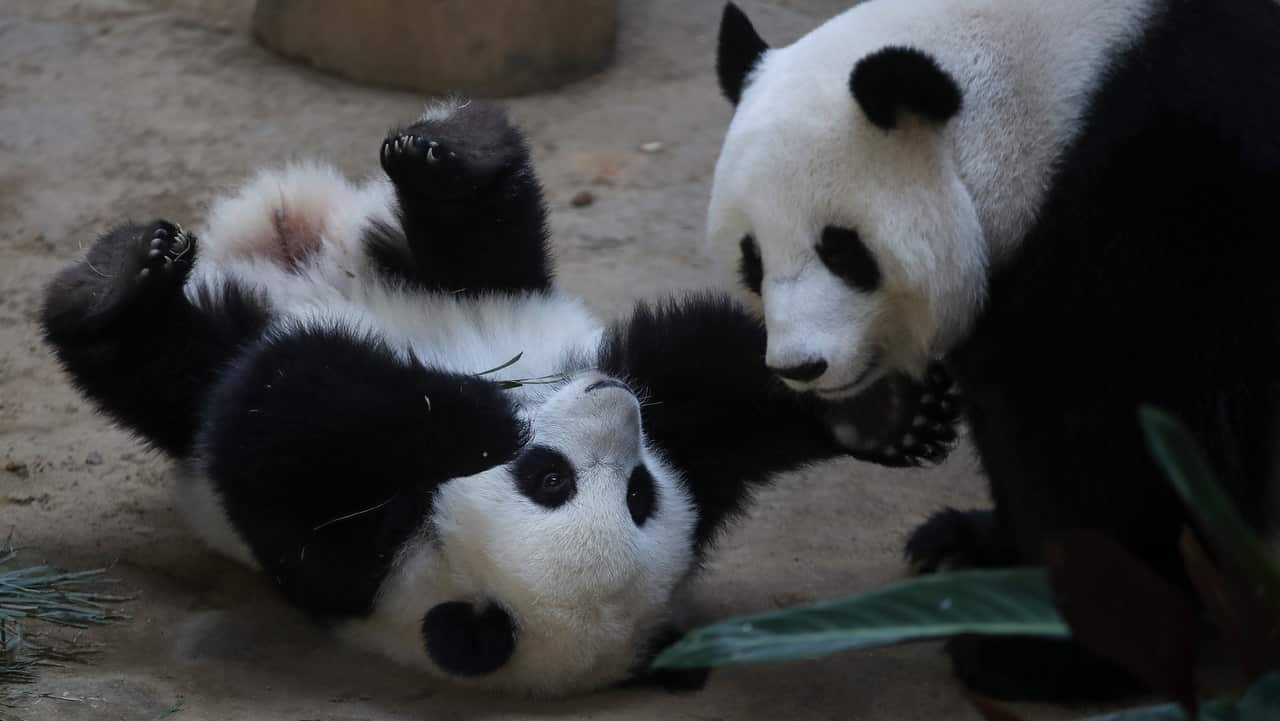 The baby panda being tickled by her mother Liang Liang during her birthday celebration.