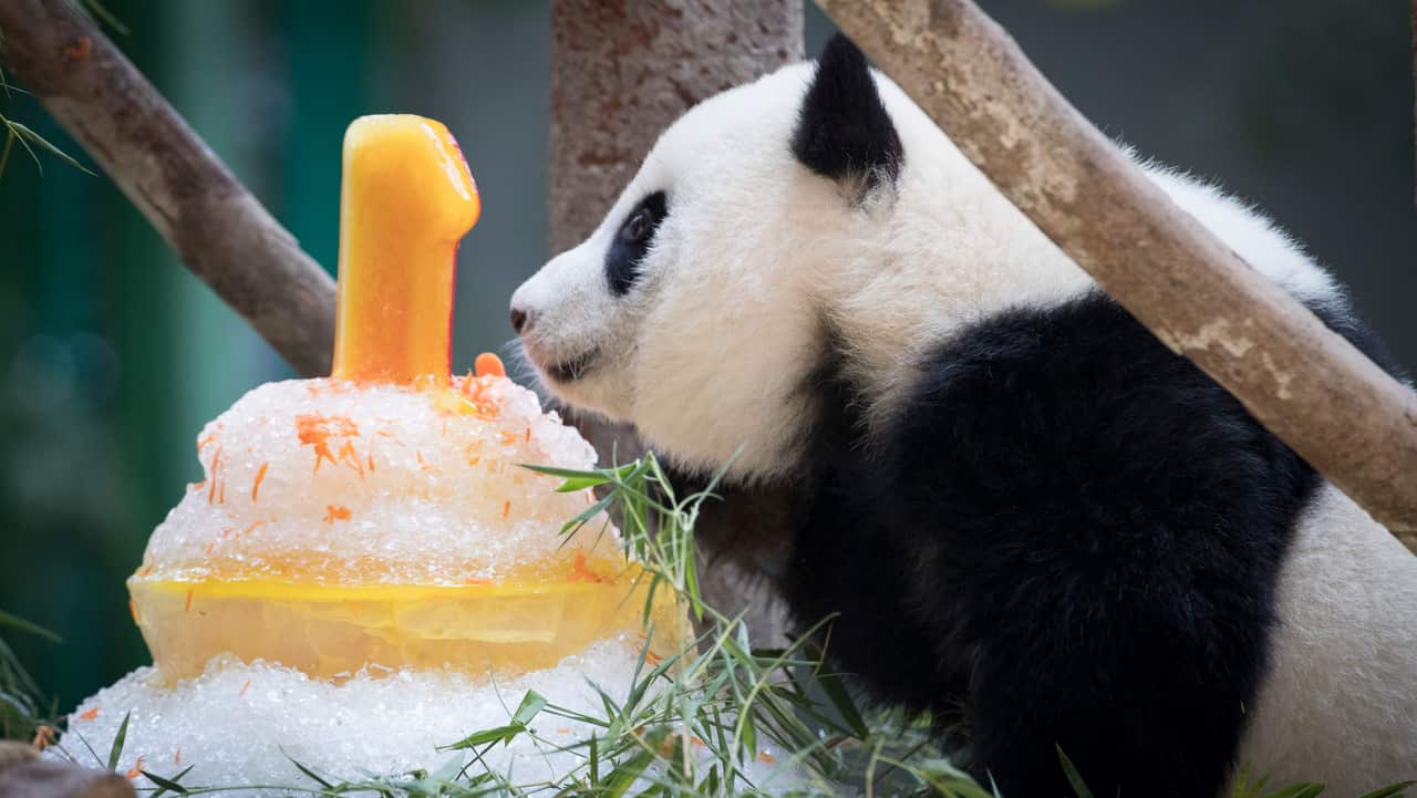 A female panda (unnamed) born in a Malaysian zoo last year looks at her Ice birthday cake on her first birthday at the National Zoo in Kuala Lumpur.