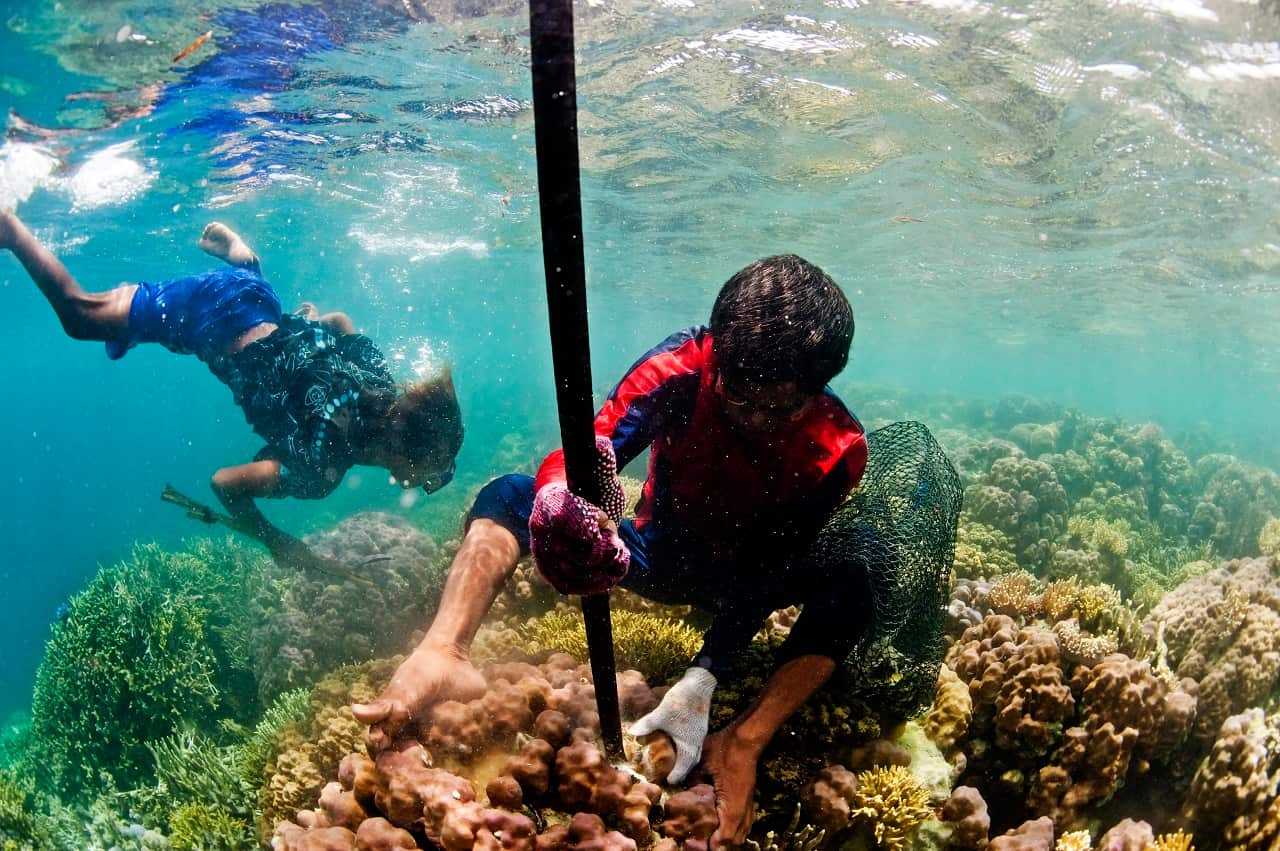 Moen lanke wrenching clams from the reef with a tyre iron.