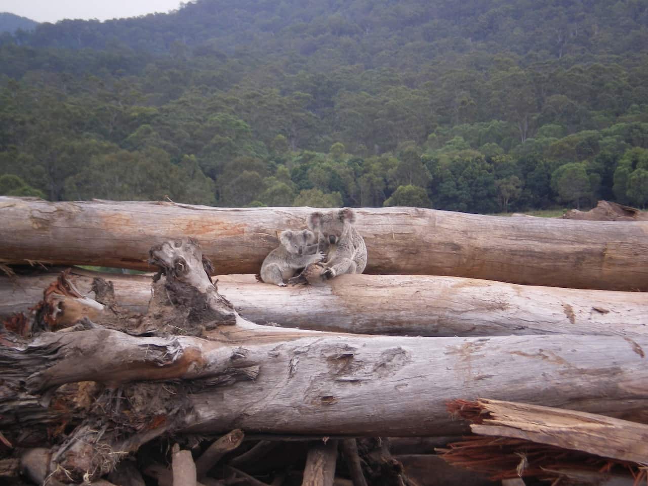 A koala mother and joey seeking refuge on a bulldozed logpile near Kin Kin in Queensland