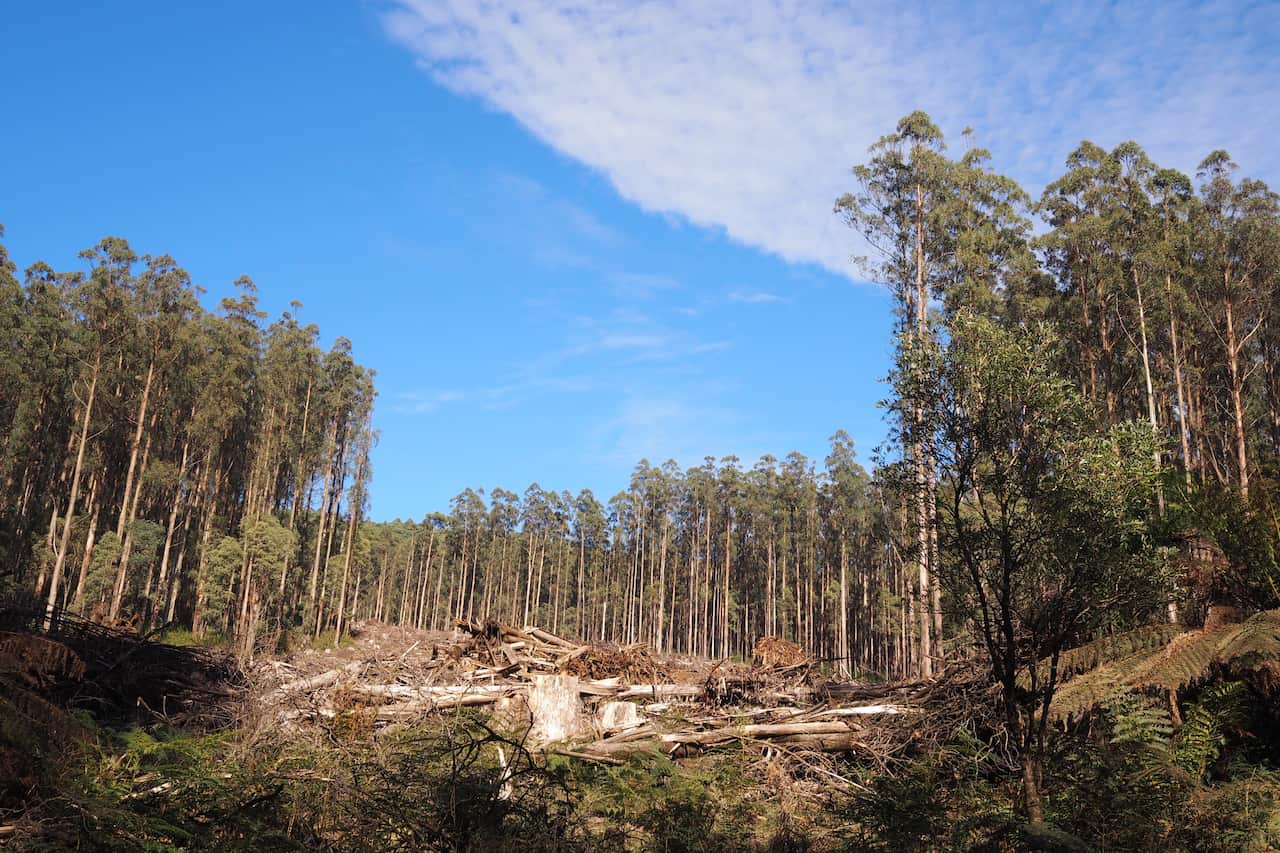 Logged trees in Mountain Ash forest, Victoria