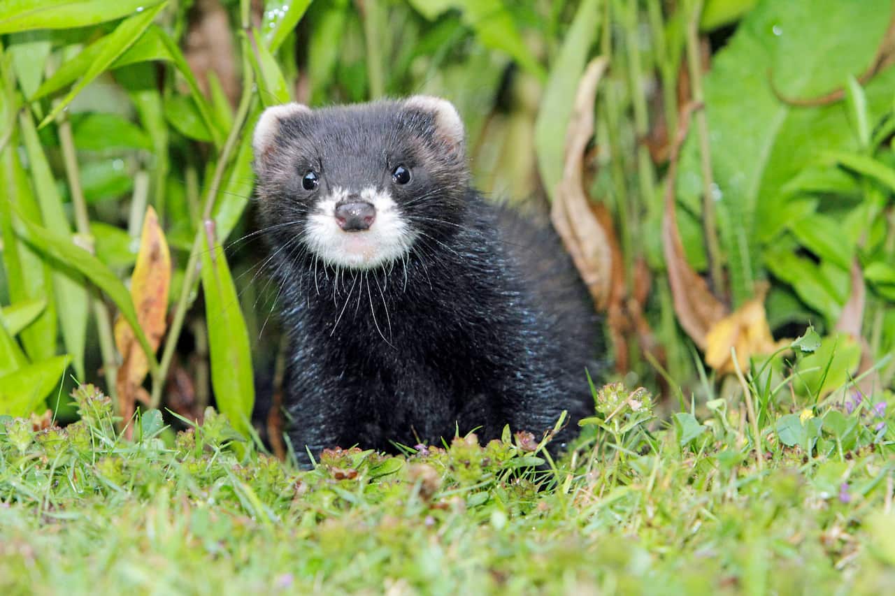 polecat_aap.jpg
