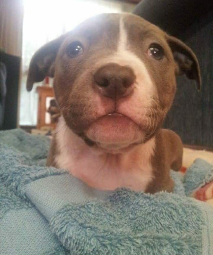 Puppy