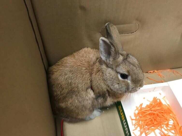 The bunny sparked a bomb scare and lockdown after its surprise discovery.