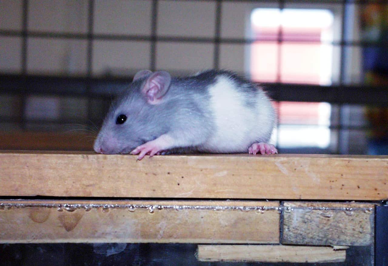 Scientists dosed the alcohol-dependent rats with oxytocin and found it made them drink less - but it had no effect on the drinking habits of non-alcoholic rats.