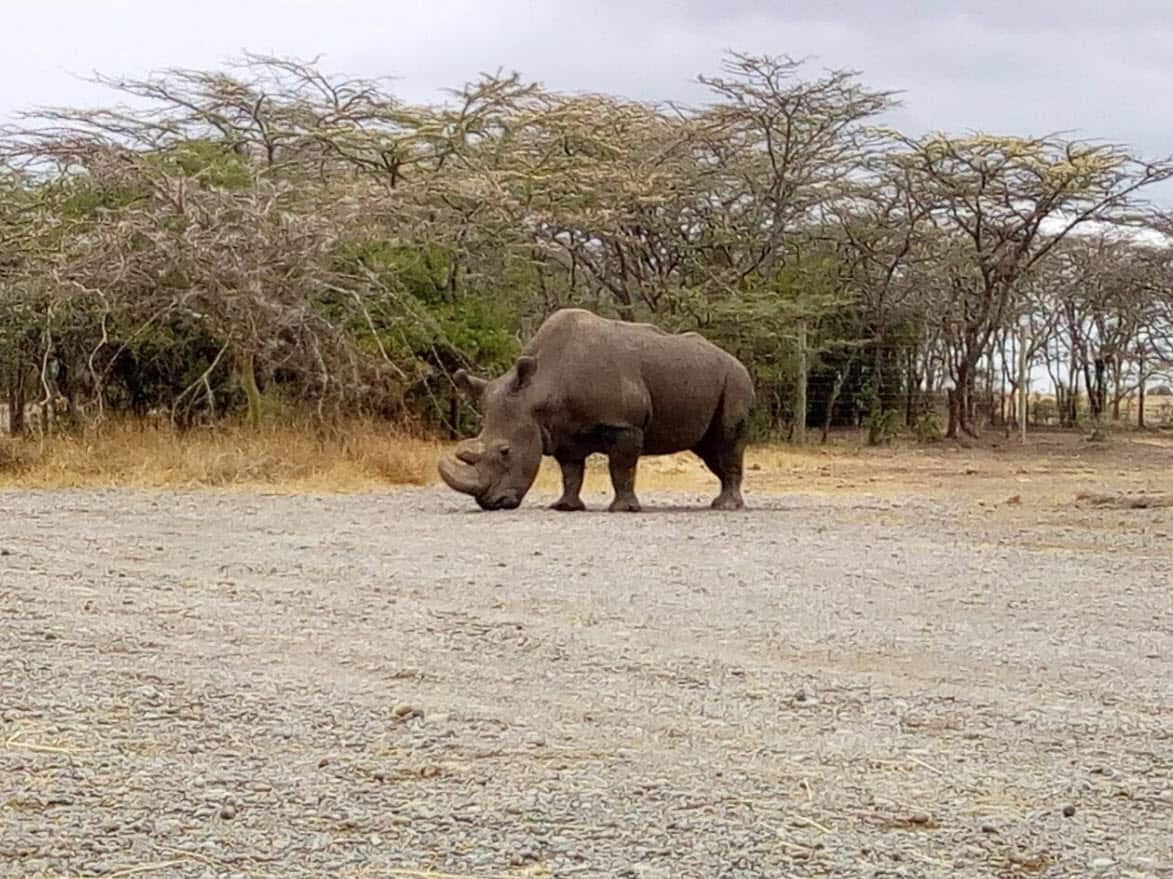 Sudan the Northern White Rhino. 