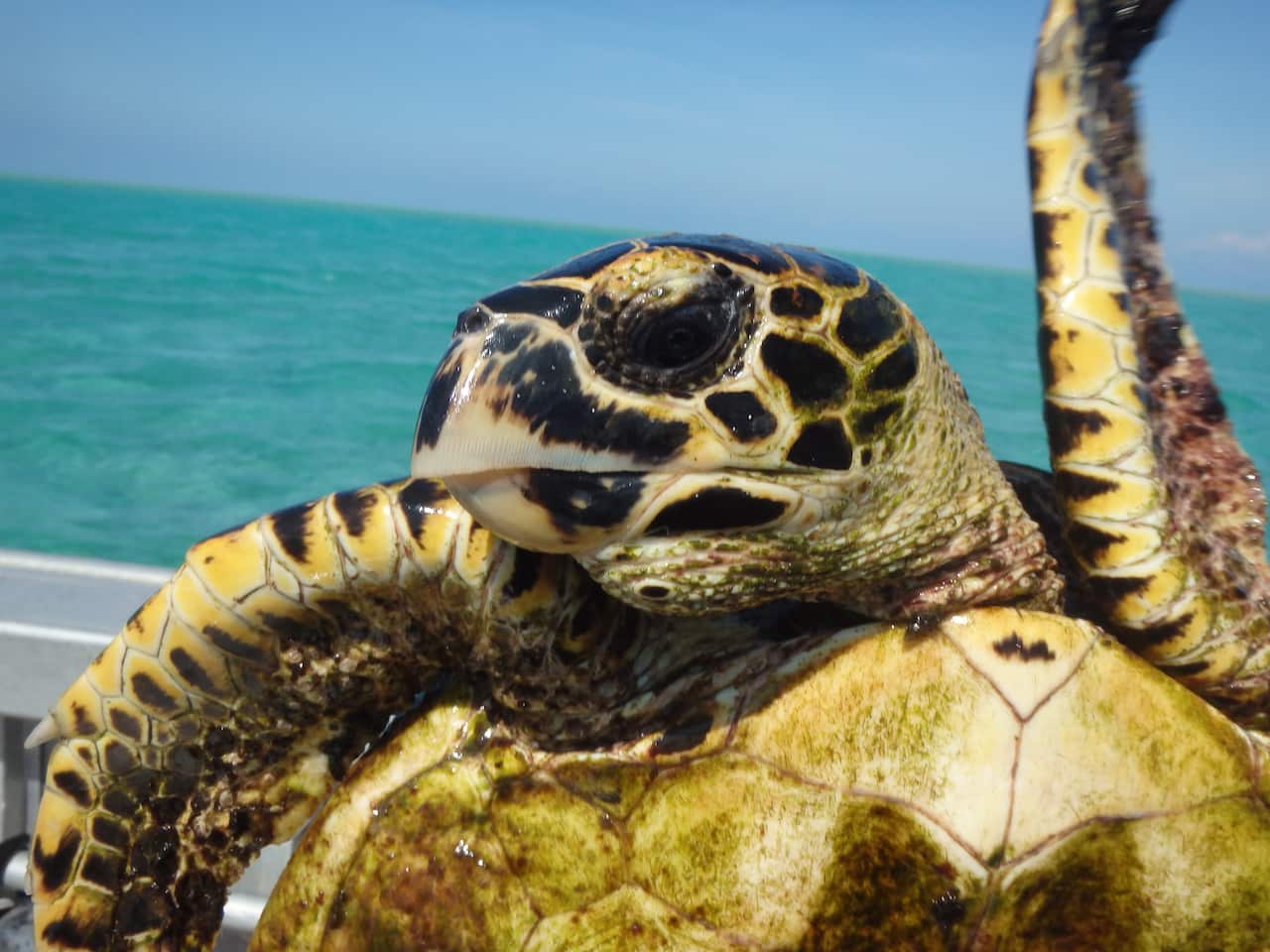 Hawksbill turtle