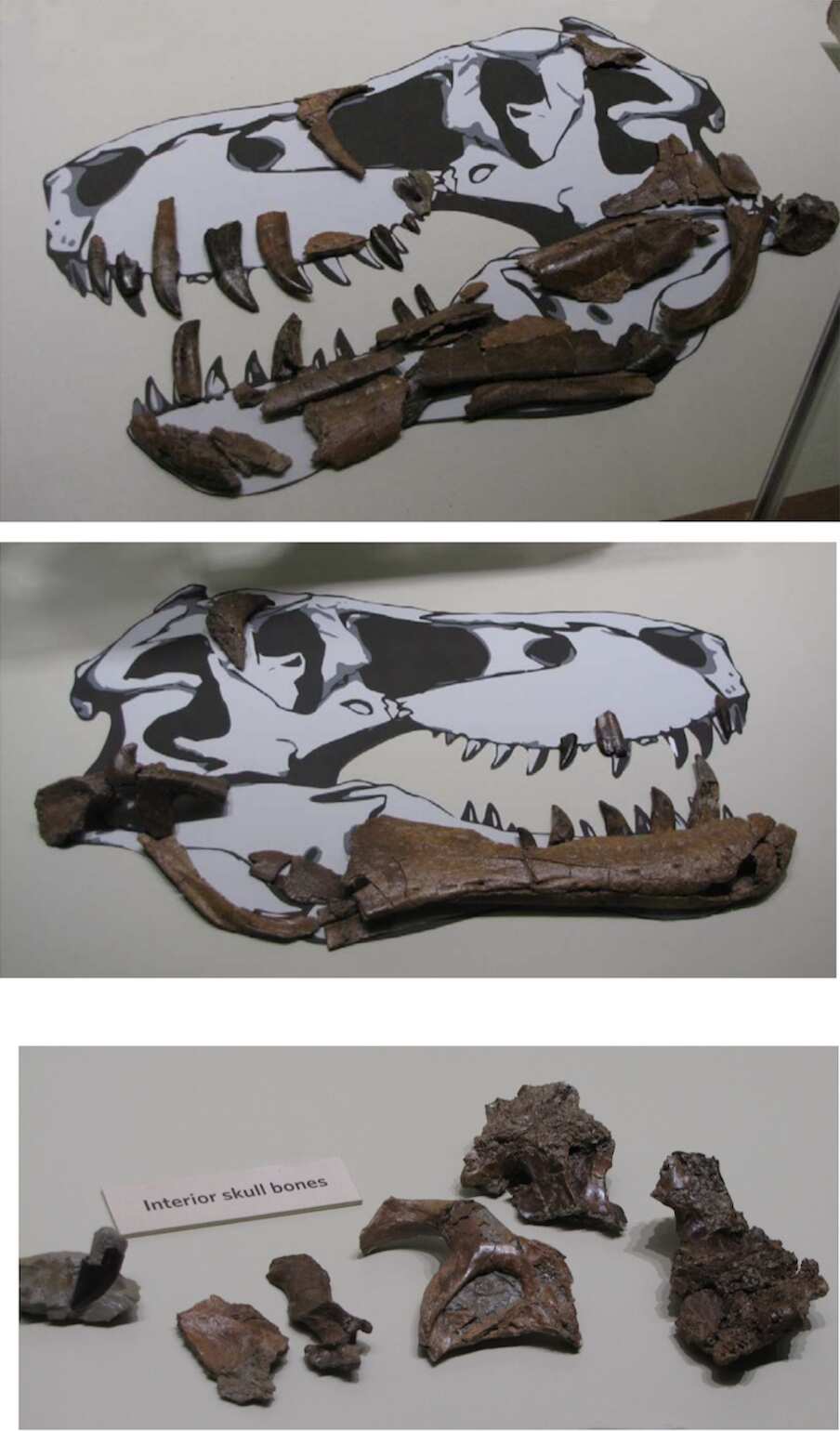 Photos reportedly of the fossil, showing the teeth and skull bones.