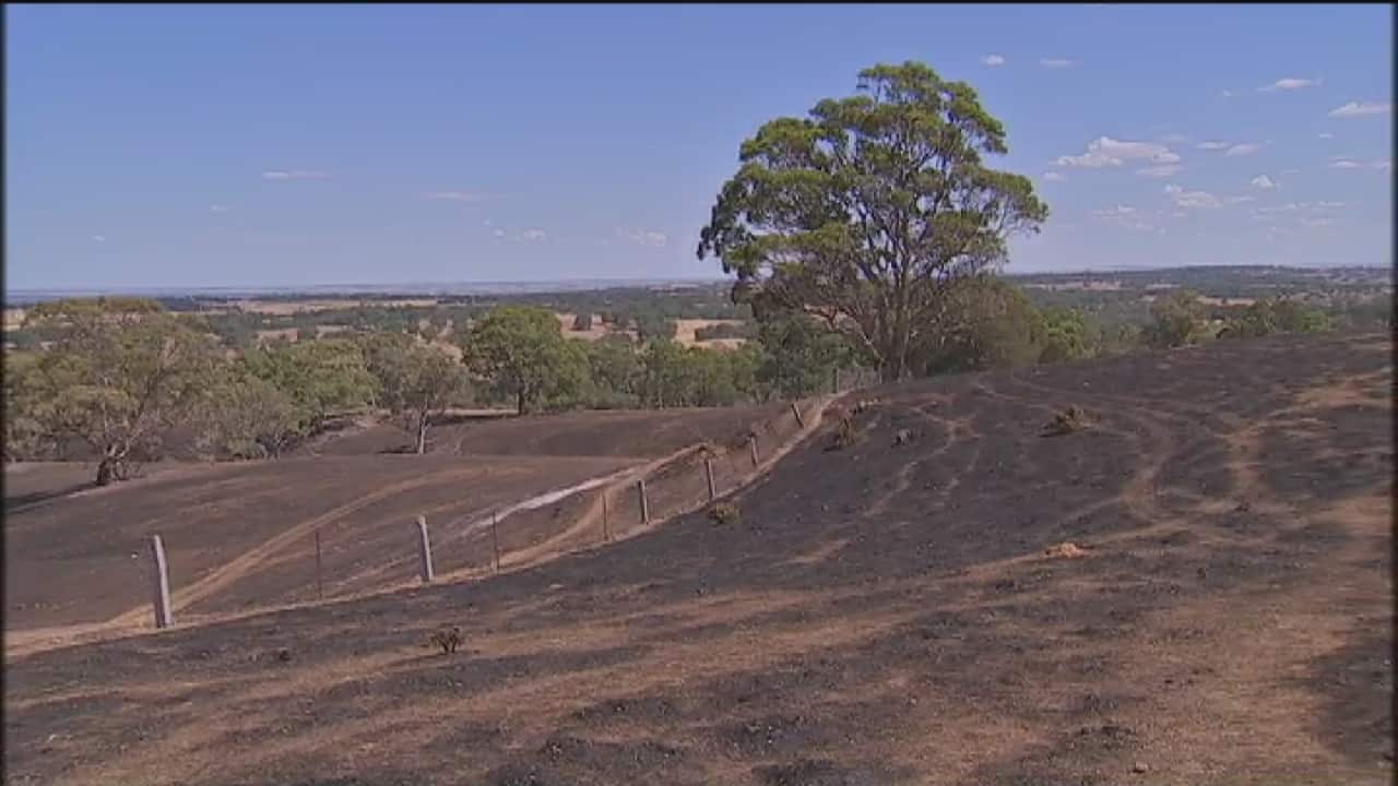 Ross Calabria and his wife poured their life into creating a family inheritance, establishing an olive grove and running a few hundred sheep. All but a few dozen of the stock were lost; the olive grove was completely destroyed.