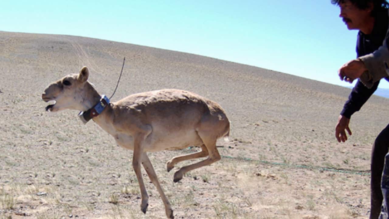 An adult saiga antelope runs after being released in the Sharga Nature Reserve in Mongolia in 2006.  
