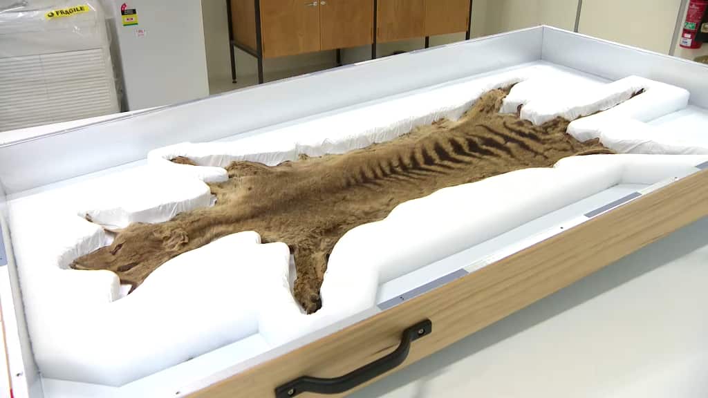Thylacine pelt.