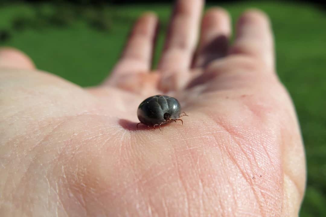 In a photo provided by Ruth Renner, an engorged long-horned tick, known locally as the cattle tick, on a farm in New Zealand.