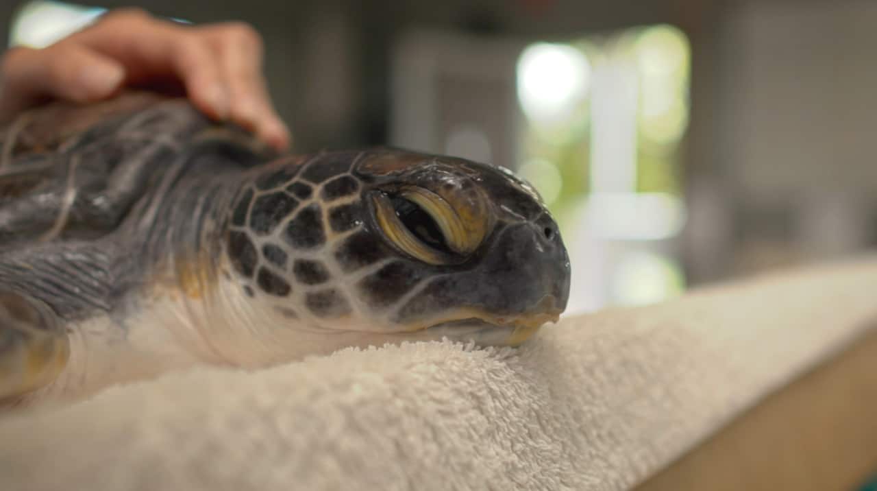sea turtles