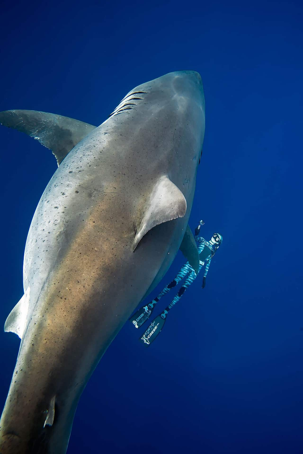 So impressive': Diver captures up-close encounter with massive shark