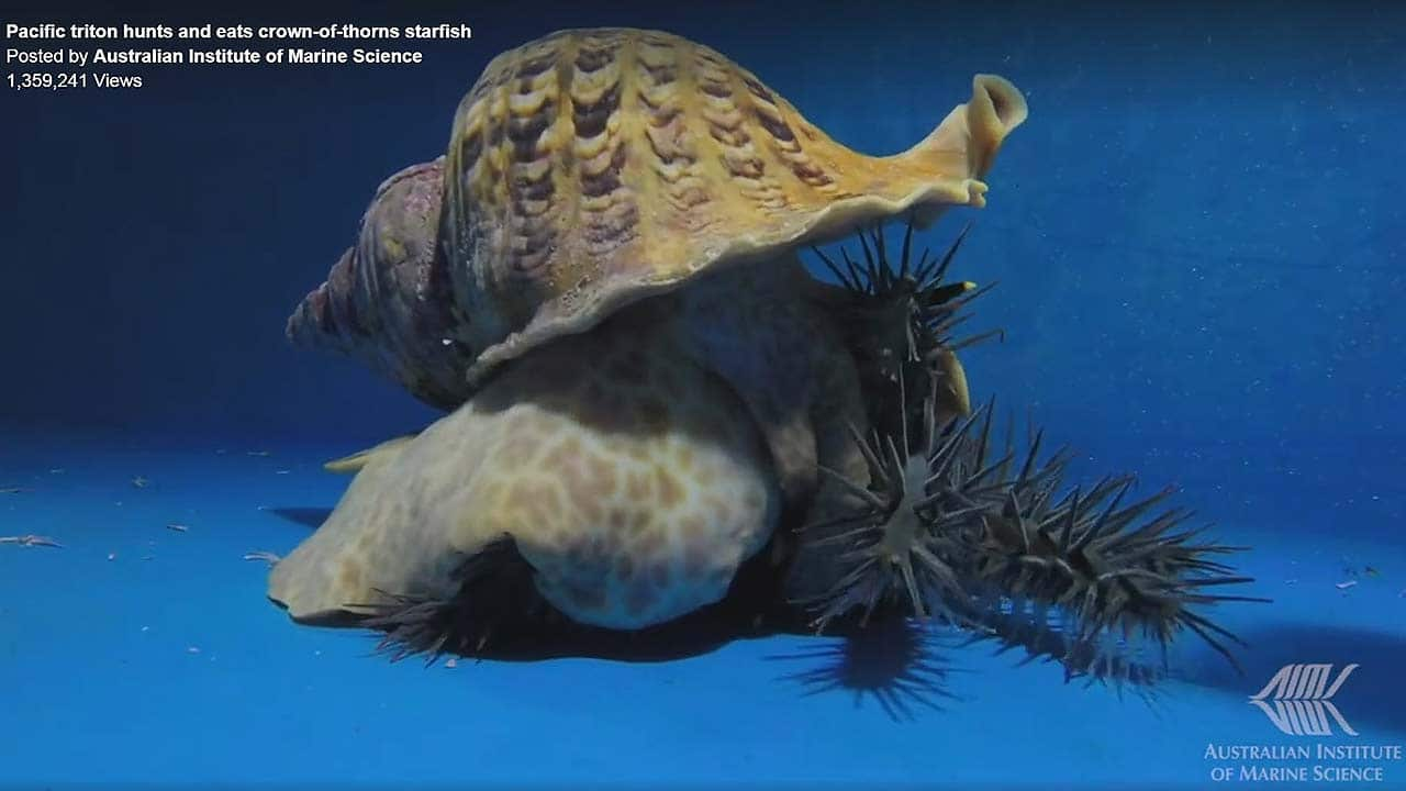 Rare giant sea snail plan to rescue Barrier Reef | SBS News