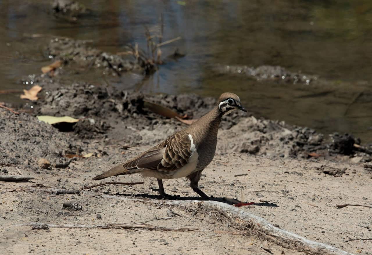 The wetland is home to 173 native plants and 86 different species of animals, including the squatter pigeon.