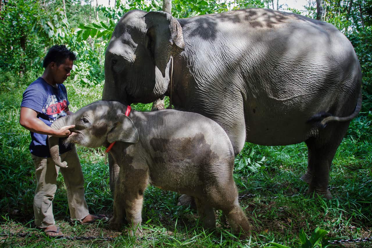 sumatra_elephant_3_getty.jpg