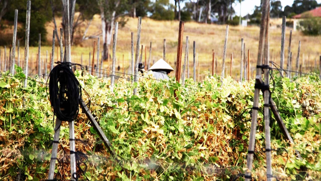 Sun's Fresh Farm is down the road from the Wakeley store reducing the carbon footprint of travel.