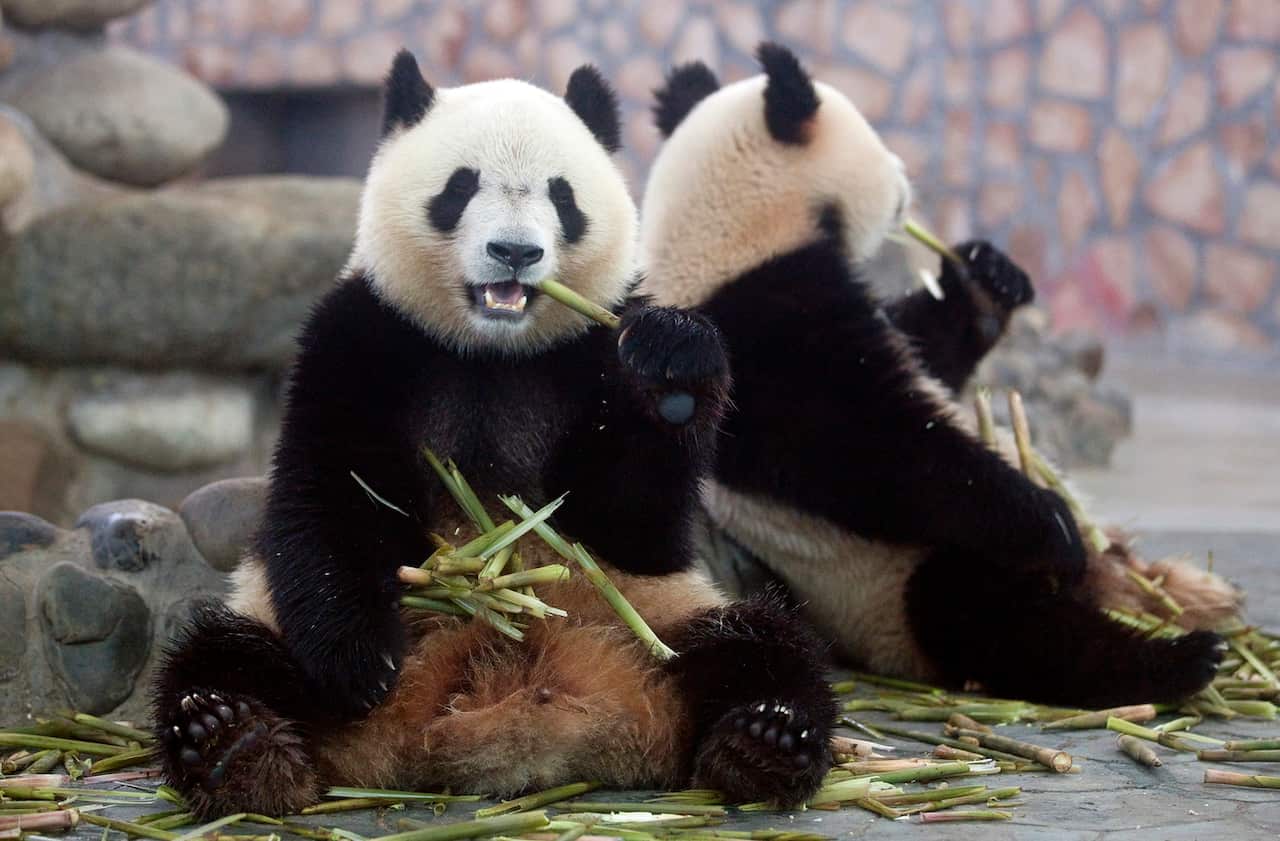 Panda’s in China were close to extinction