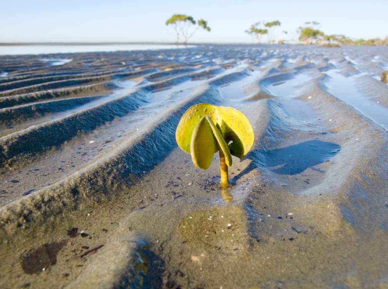 Grey mangroves at Deception Bay, Moreton Bay Marine Park, Queensland