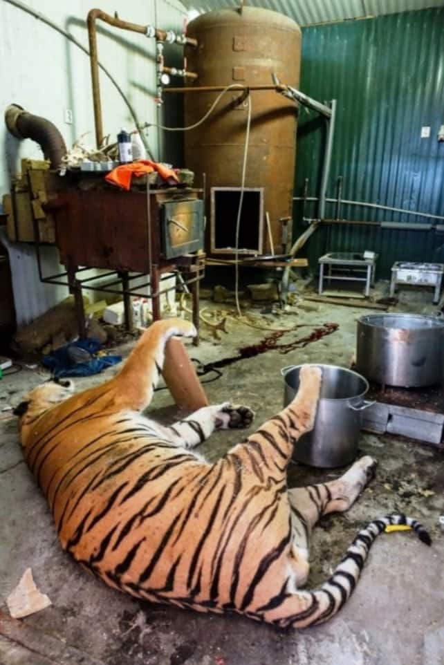 The remains were found in a shed in a house in Prague.