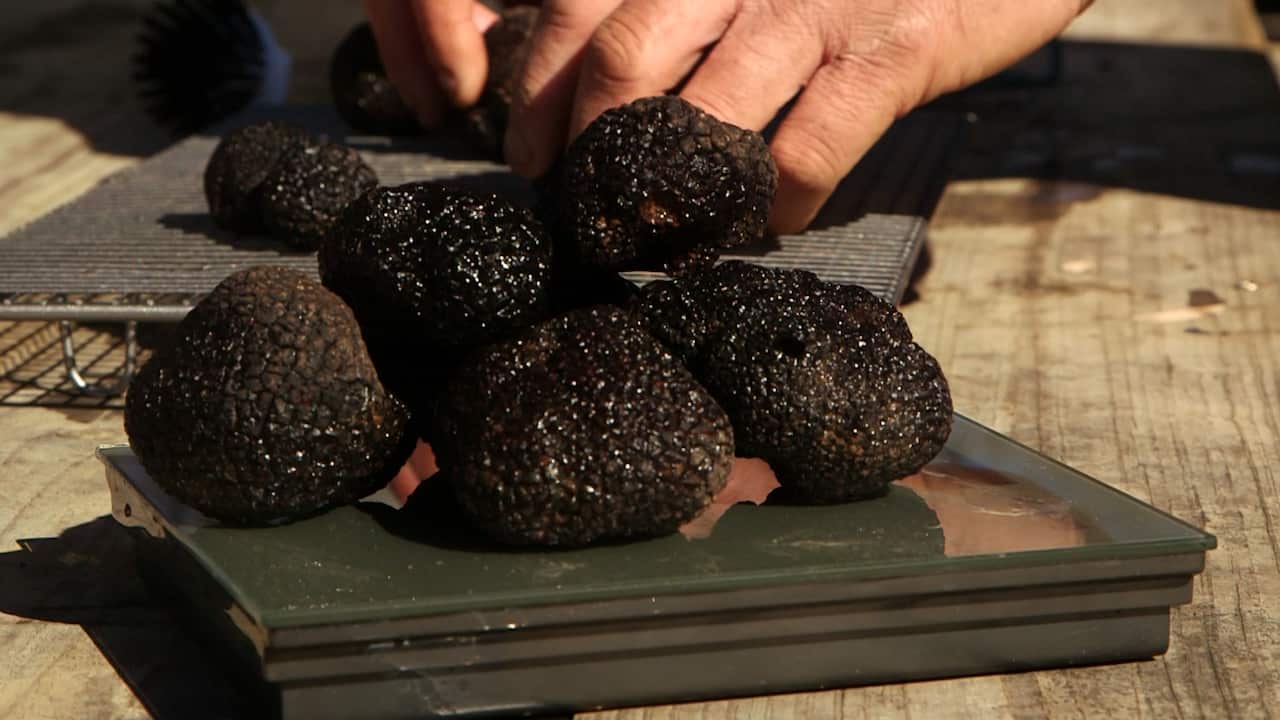 These black truffles can sell for around $2.50 a gram.