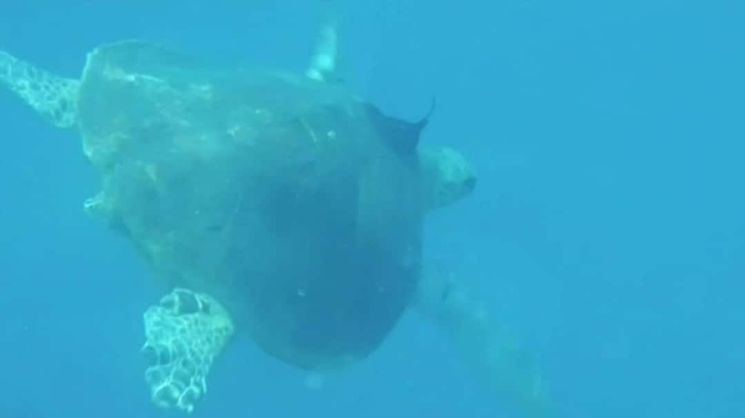 A hawksbill turtle with a tracker.