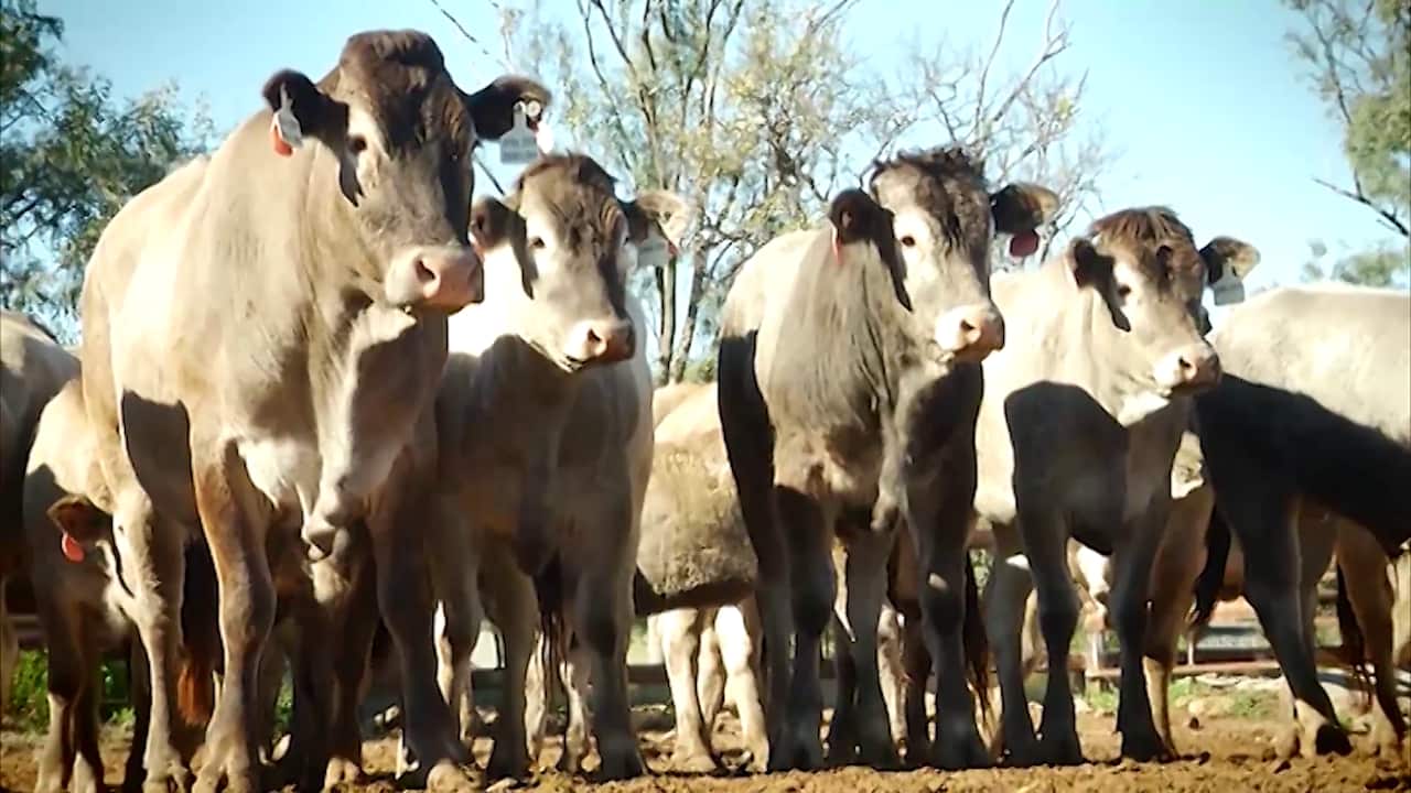 Bazadais beef