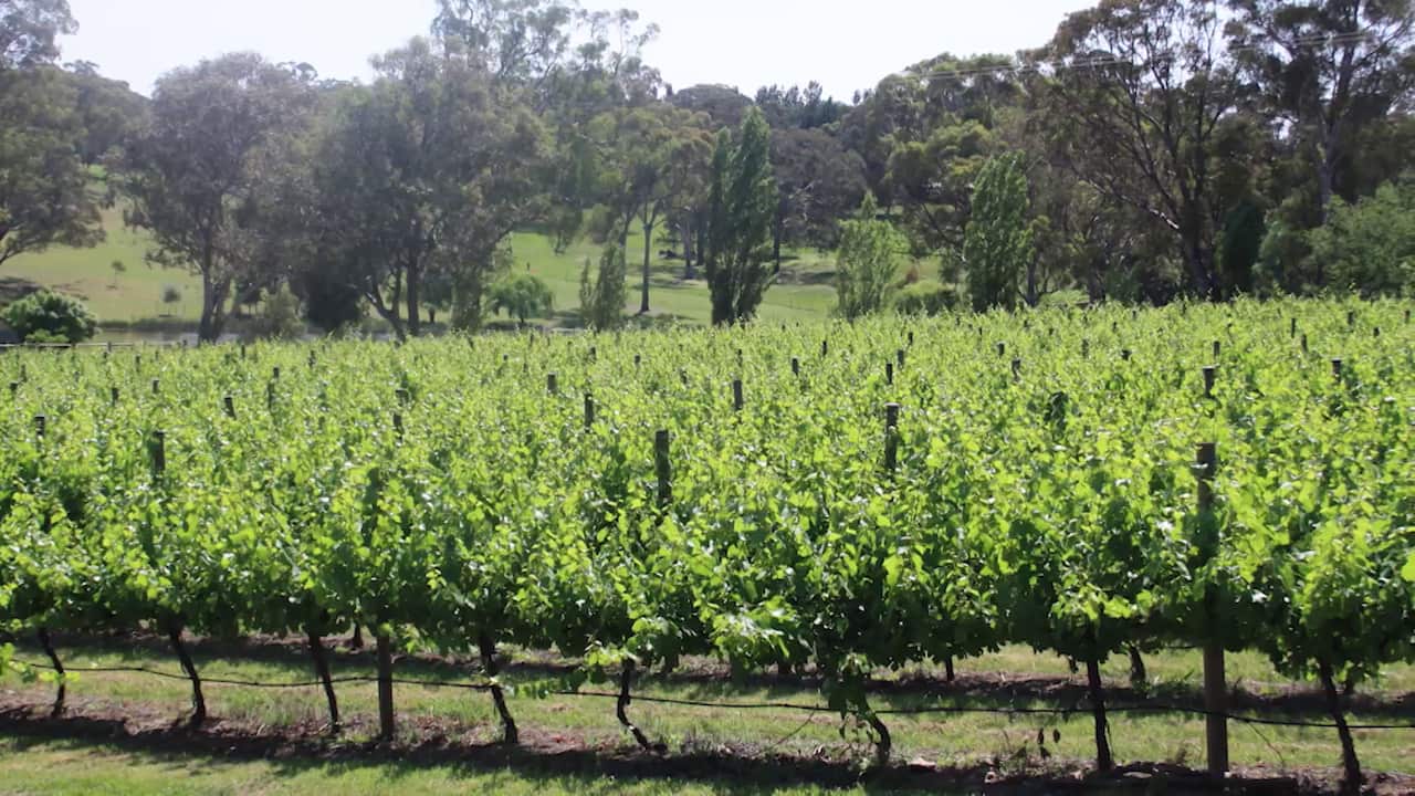 Vineyard