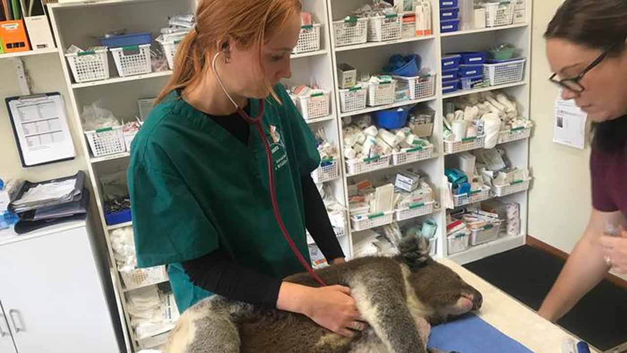 A koala receives treatment at the Adelaide Koala and Wildlife hospital. 