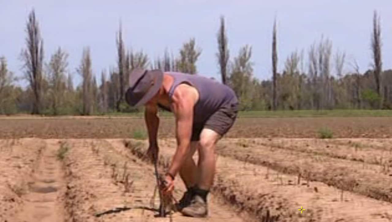 Phillip Fleming picks asparagus near Cowra