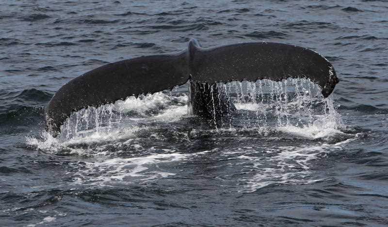  Populations of male humpback whales undergo a "cultural revolution" every few years when they change their song anthem, research has show.