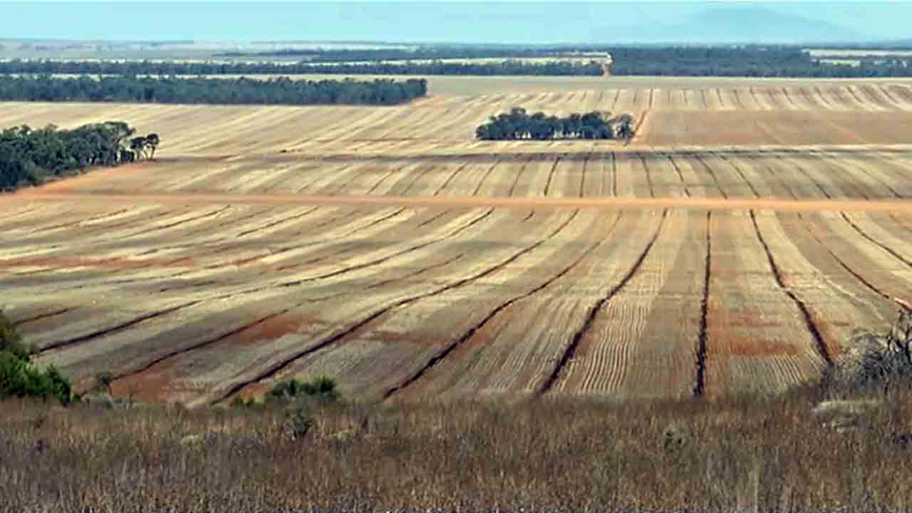 Wheat is the main crop grown in Kimba.