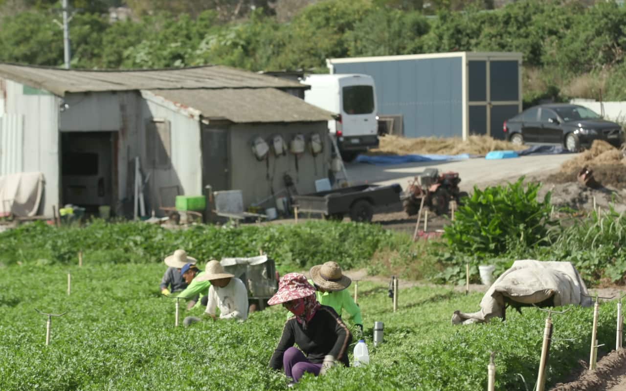Robert Tang hopes his family will continue his market gardens, long-term. 