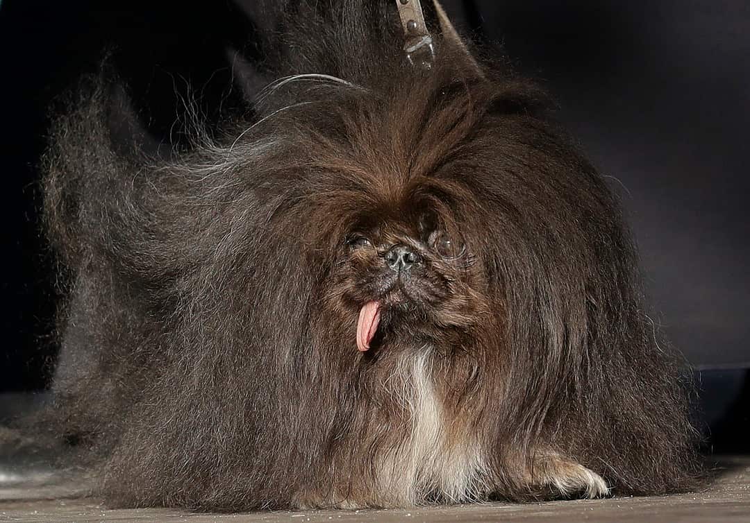 Wild Thang, a Pekingese, onstage during the World's Ugliest Dog Contest.