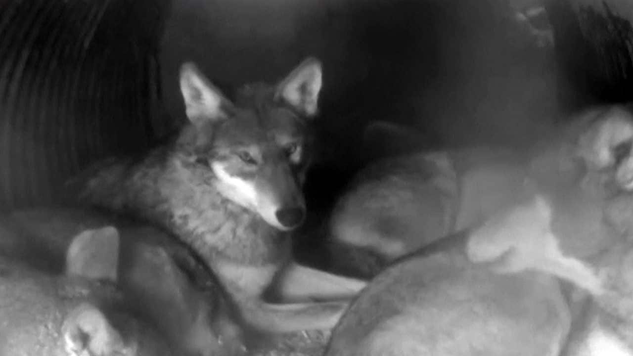 A pack of endagered wolves weathers the storm in a New York sanctuary den.