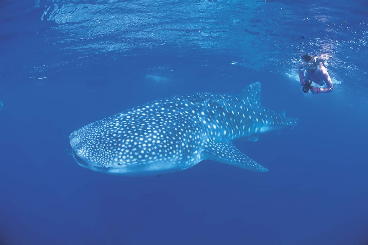 ningaloo rangers