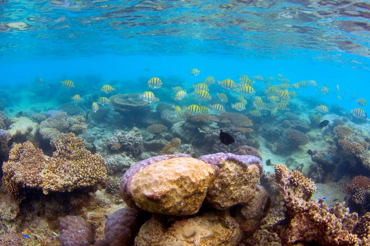 ningaloo rangers