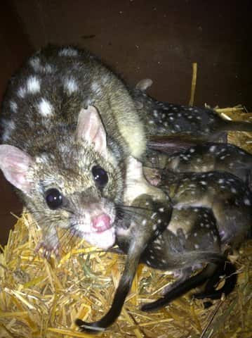 Two populations of quolls raised in isolation over the last decade could be the key to the species' resurgence, as they're trained not to eat the toads and to pass that knowledge