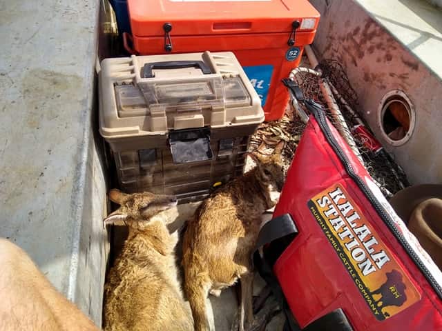 Wallabies 