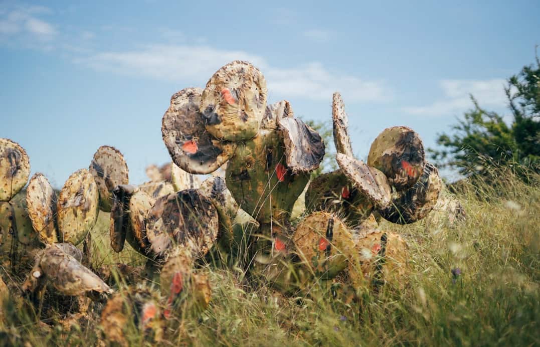 Wheel Cactus