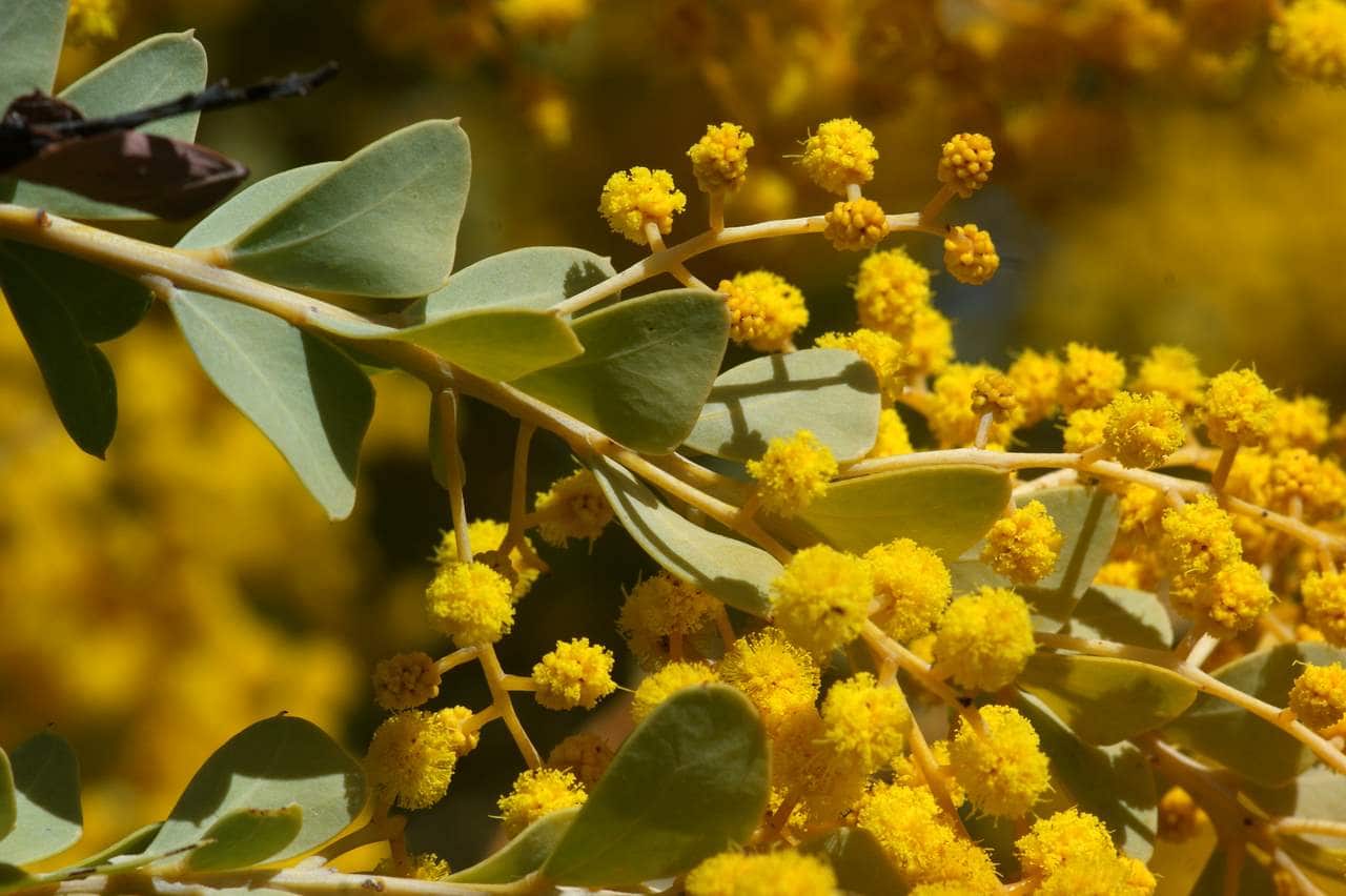 Knife-leaf Wattle, Dog-tooth Wattle, Half-moon Wattle, Golden Glow Wattle.