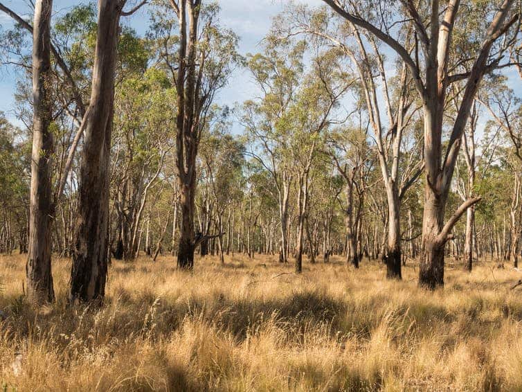 Heritage protection NAIDOC heal country