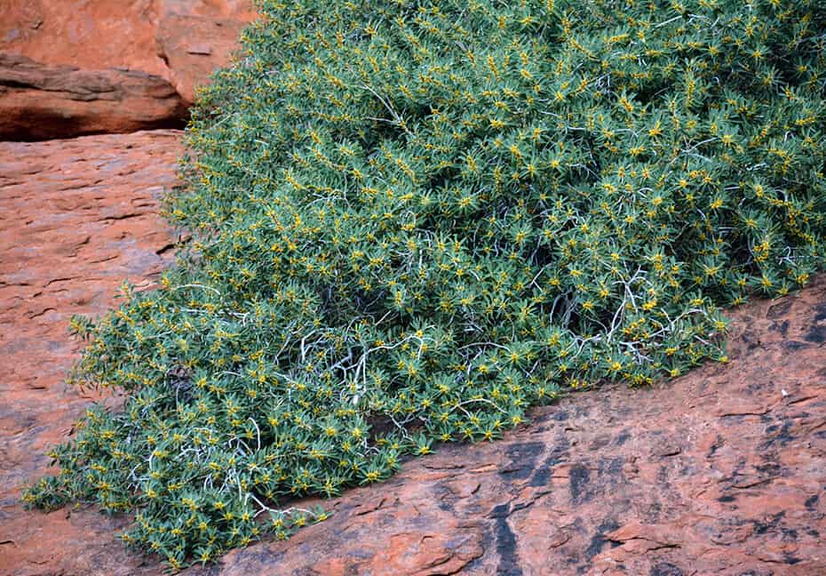 A green and yellow bush of desert fig grows on the side of a central australian red rock.