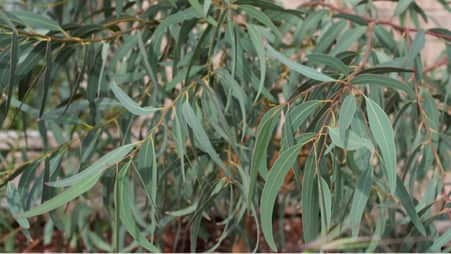 Eucalyptus Piperita