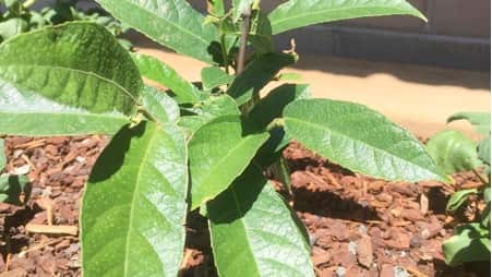 Ficus Coronata