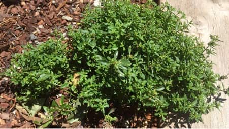 Mentha Satureioides