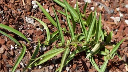 Myoporum Debile