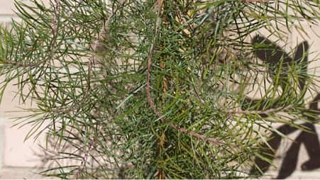 Persoonia Levis