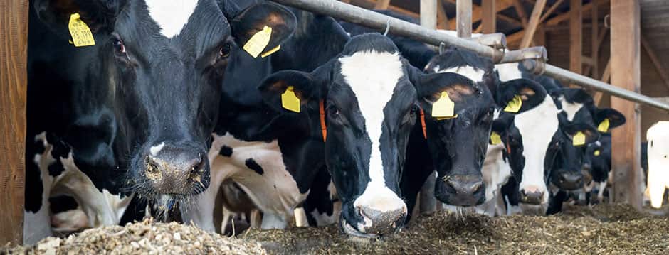 warialda engineering